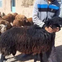 پخش دام زنده