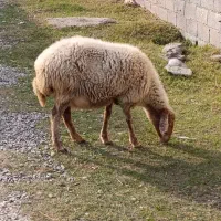 گوسفندآبستن‌دوقلوزا