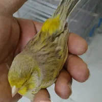قناری رنگی پرستار