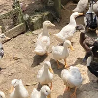 غاز و اردک محلی