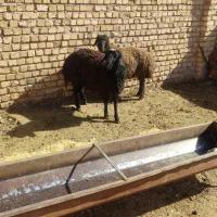 بره نر چاق|حیوانات مزرعه|اسفرورین, |دیوار