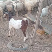 کهره