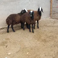 3عددبره نرد2عددبره مادشال باب خاندار