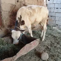 معاوضه ندارم