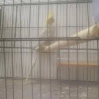 عروس هلندی جوجه|پرنده|شیراز, سلطان آباد|دیوار