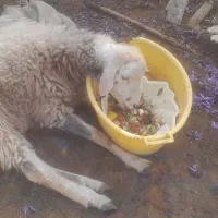 گوسفند بره نر