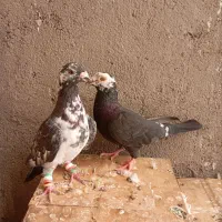 کفتر|پرنده|تربت جام, میان جام|دیوار