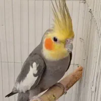 عروس هلندی نر|پرنده|مهاباد (آذربایجان غربی), |دیوار