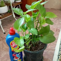 گل طبیعی|گل و گیاه طبیعی|شیراز, سعدیه جنوبی|دیوار