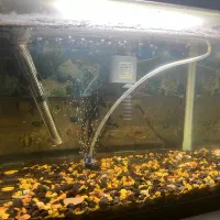 آکواریوم اصلی