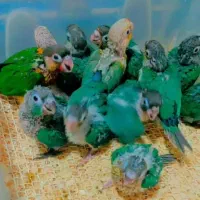 جوجه سرلاکی گرینچیک راهب عروس کاسکو خورشیدی ملنگو|پرنده|یزد, |دیوار