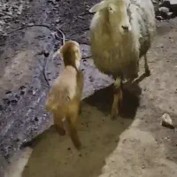 شیشک بره دار