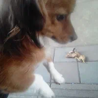 واگذاری توله ۱ ماه و مادر ۱ ساله اشپیتز|سگ|رشت, دیلمان|دیوار