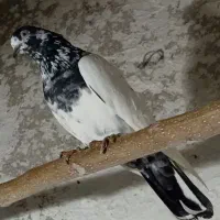 16عدد کبوتر خوب پرشی|پرنده|چهاردانگه (تهران), |دیوار