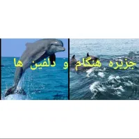 گشت شاد قشم با تویوتا هایلوکس و ترانسفر فرودگاهی|تور و چارتر|قشم, |دیوار