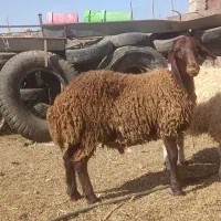چهار بره نر هترو