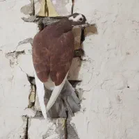 مینا سرخ|پرنده|تربتحیدریه, حاجی یار|دیوار