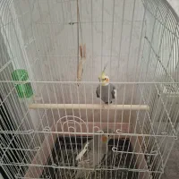 فوری فوری|پرنده|آبیک, |دیوار