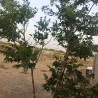 900متر-زمین-باغی-خسروجرد