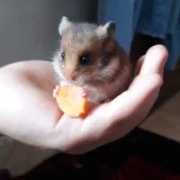 بچه‌ همسترهای بامزه آماده فروش