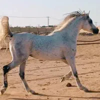 باشگاه پروش اسب طاووس