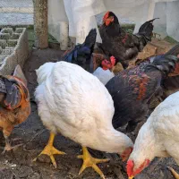 فروش شش عدد خروس گلپایگانی و دو عدد خروس گوشتی