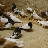 کله سینه|پرنده|آبکوه, |دیوار