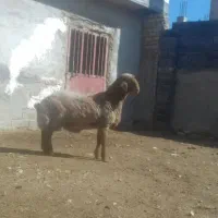 بره قوچ همو مغانی