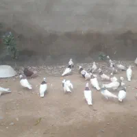 کبوترطوقی
