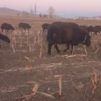 قوچ‌قزل‌افشار|حیوانات مزرعه|فریدونشهر, |دیوار