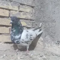 کبوتر پرشی 1روز پرش|پرنده|خرمشهر, |دیوار