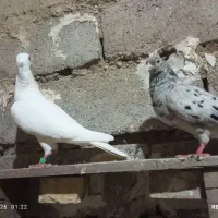 پرنده رنگی و دورگ