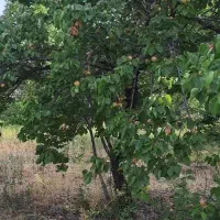 فروش-زمین-در-دستجرد-روستای-نایه