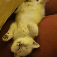 طوله گربه و بالغ