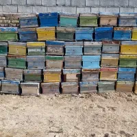 کندو‌خالی‌