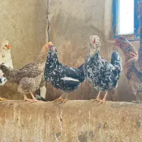 هفت عدد مرغ گلین