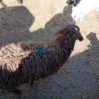 سه عدد بزغاله