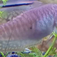 ماهی گیاه خوار