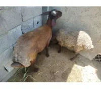گوسفند با بره قیمت مناسب مناسب نگهداری