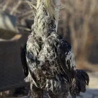 خروس لاری ۱۱ ماهه