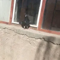 کفتر قلدر