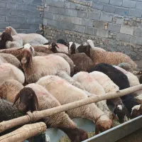 تعداد ۱۴۰ راس میش جوان درجه یک