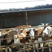 سیمنتتال اصیل