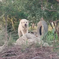 سگ سرابی