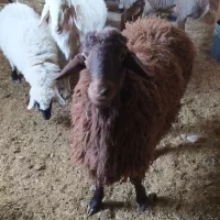 گوسفند فروشی