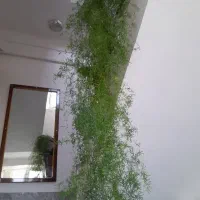 گل شویدی خوشکل|گل و گیاه طبیعی|مرند, |دیوار