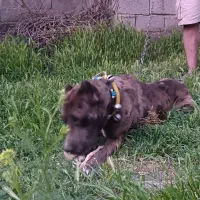 کن کروسو کین کروسو دوبرمن جفت نر سگ کشش