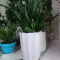 گل سانسوریا شمشیری و ابلق