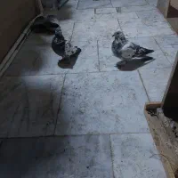 پرشی|پرنده|ماهدشت, |دیوار