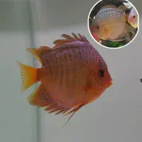 واگذاری گله ۶ تایی دیسکس|ماهی|مشهد, ایوان|دیوار